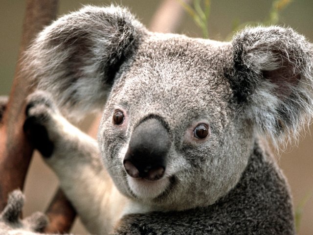 131526-Koala.jpg,  bytes